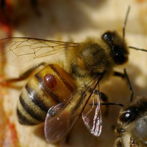 Применение