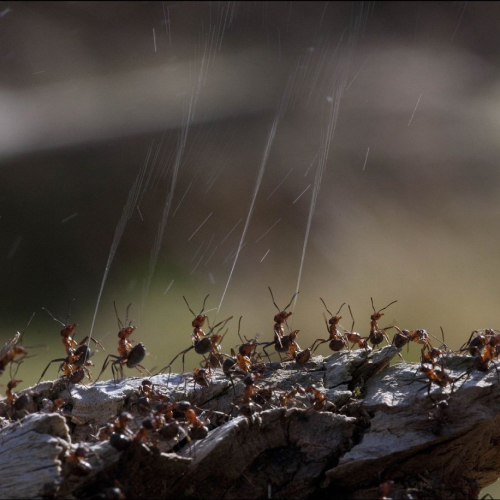 Муравьиная кислота